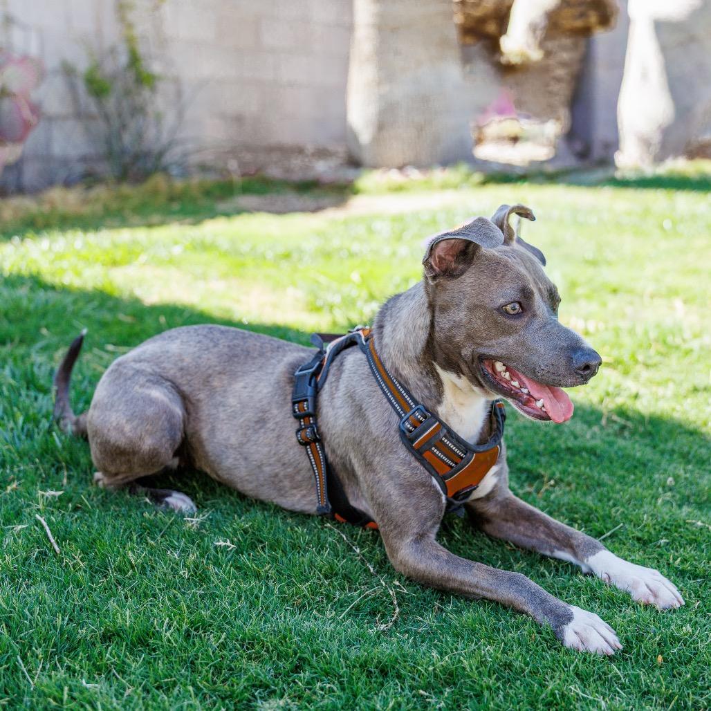Enlarge Hazel, a Adoptable mixed breed in Las Vegas, NV image 6/6