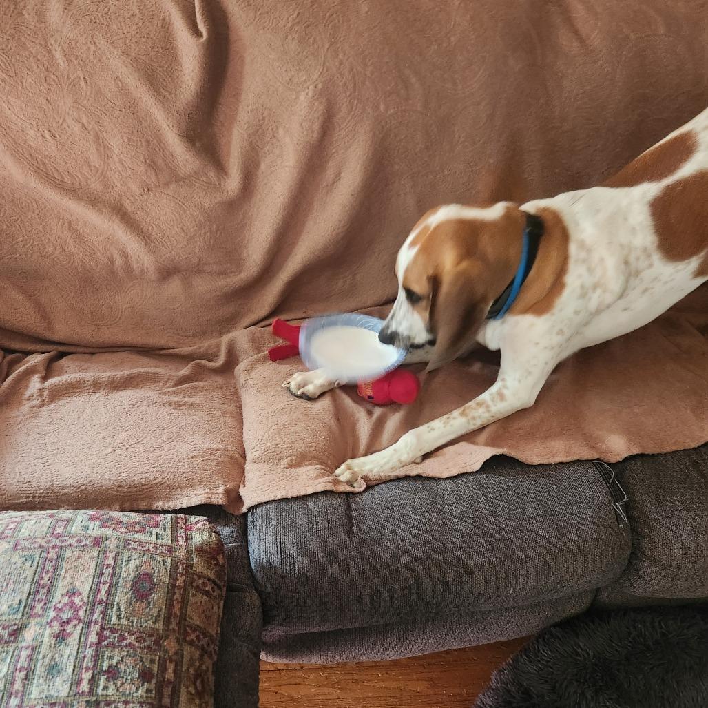 Enlarge Copper - FOSTER OR ADOPTER NEEDED, a Adoptable mixed breed in Staten Island, NY image 1/6
