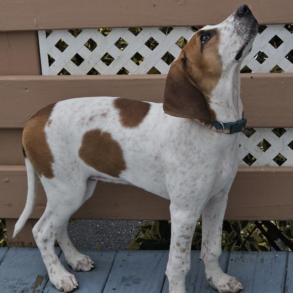 Enlarge Copper - FOSTER OR ADOPTER NEEDED, a Adoptable mixed breed in Staten Island, NY image 2/6
