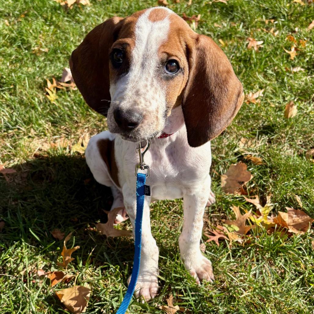 Enlarge Copper - FOSTER OR ADOPTER NEEDED, a Adoptable mixed breed in Staten Island, NY image 3/6