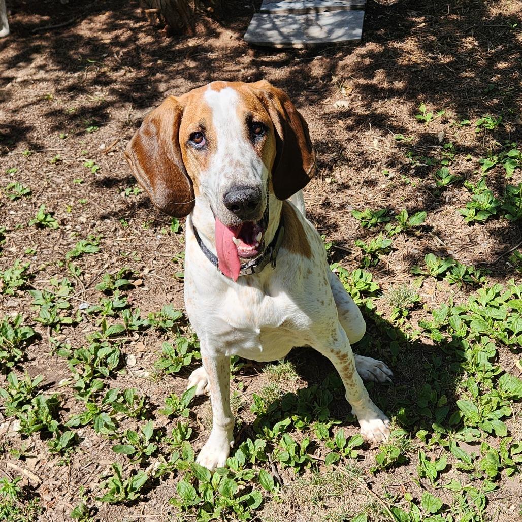 Enlarge Copper - FOSTER OR ADOPTER NEEDED, a Adoptable mixed breed in Staten Island, NY image 4/6
