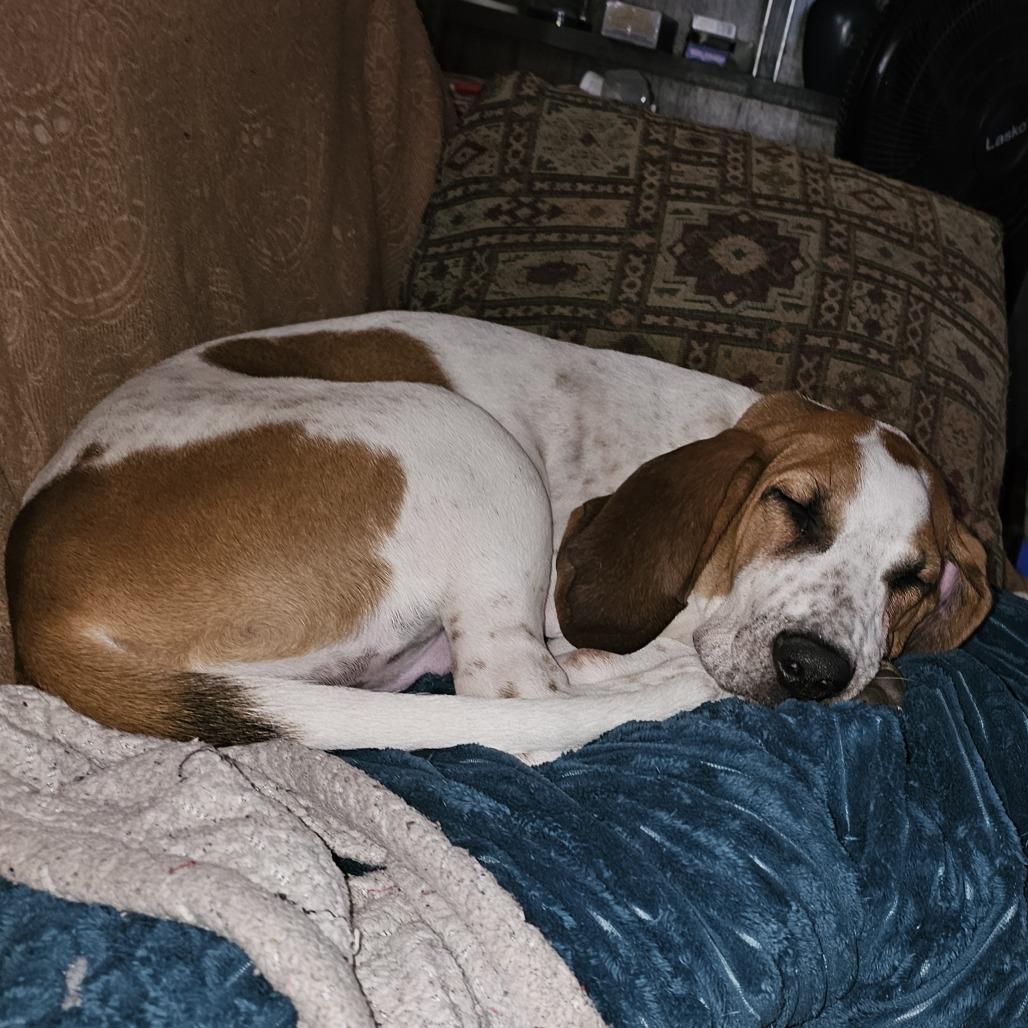 Enlarge Copper - FOSTER OR ADOPTER NEEDED, a Adoptable mixed breed in Staten Island, NY image 5/6