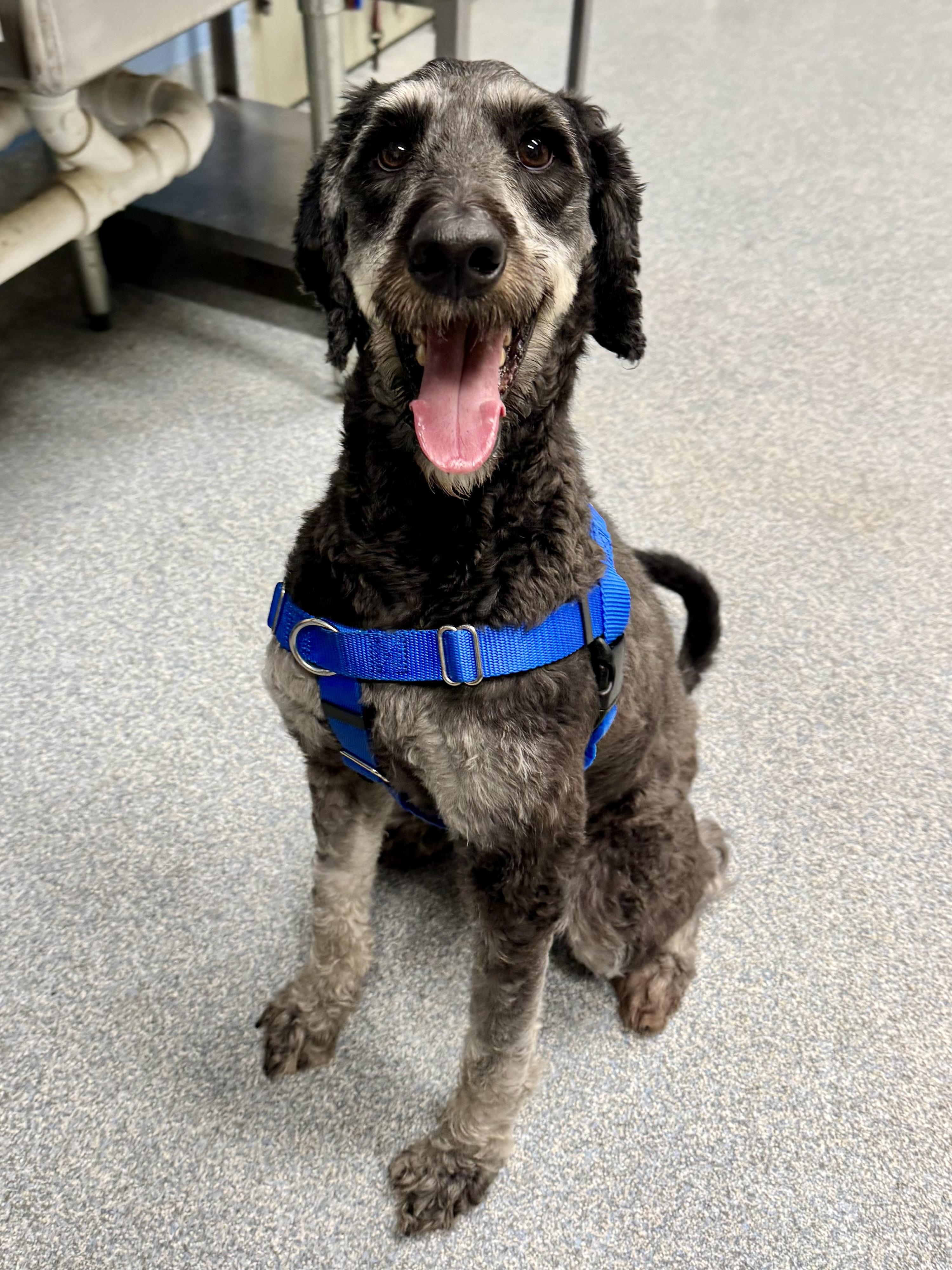 Enlarge Buddy, a ADOPTABLE mixed breed in St. Joseph, MI image 1/1
