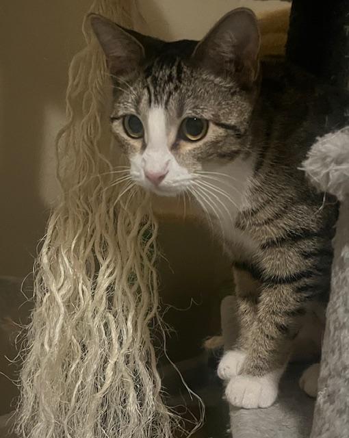 Faith, Adoptable, Young Female Tabby & Domestic Short Hair.