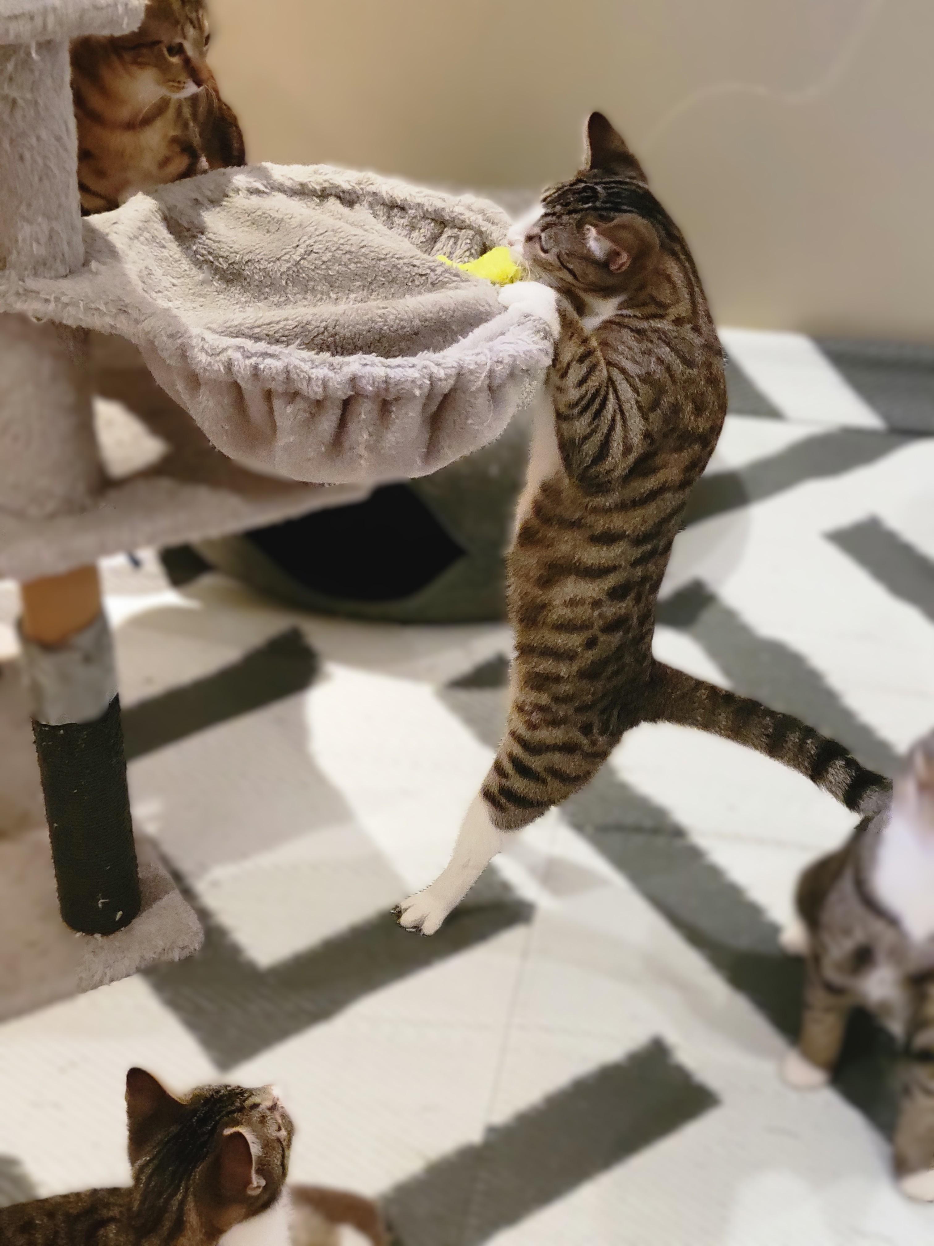 Faith, Adoptable, Kitten Female Tabby & Domestic Short Hair.