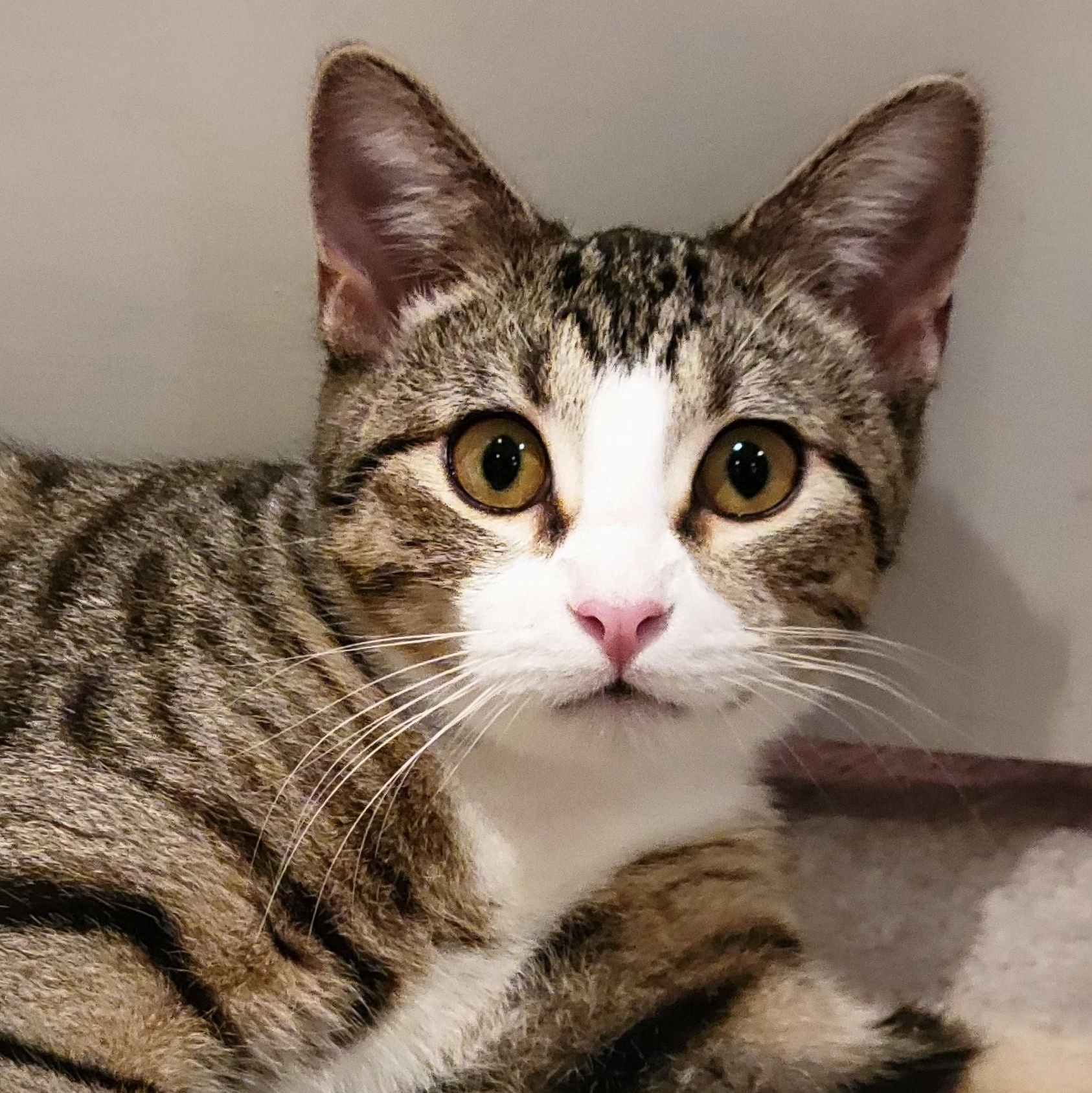 Faith, Adoptable, Kitten Female Tuxedo & Domestic Short Hair.