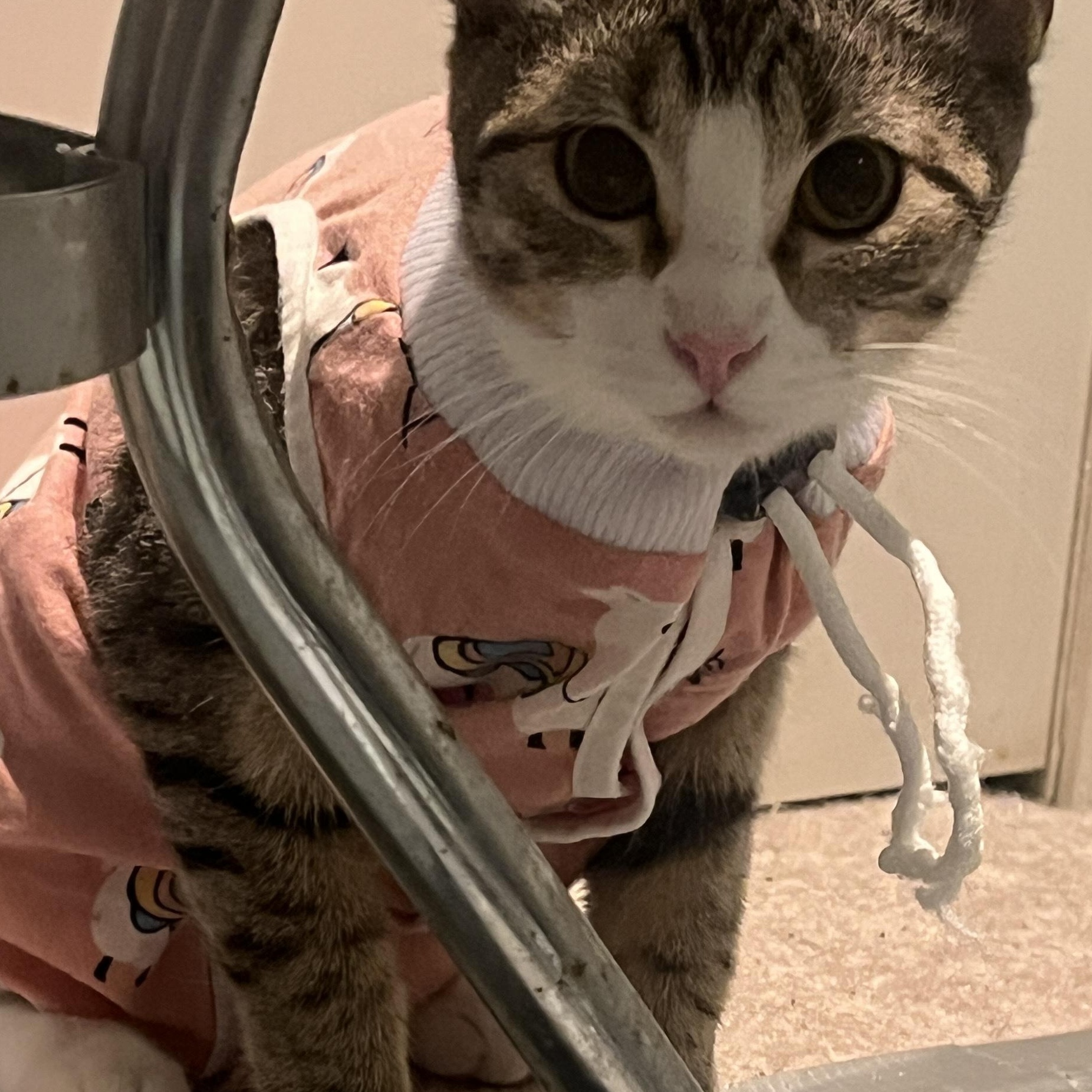 Faith, Adoptable, Young Female Tuxedo & Domestic Short Hair.