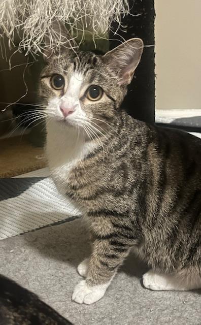 Enlarge Faith, a Adoptable mixed breed in OVERLAND PARK, KS image 3/4