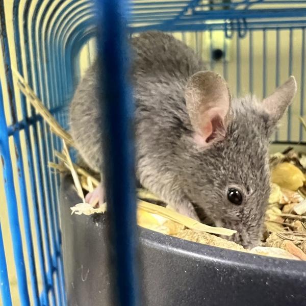 Sam, Adoptable, Baby Female Mouse.