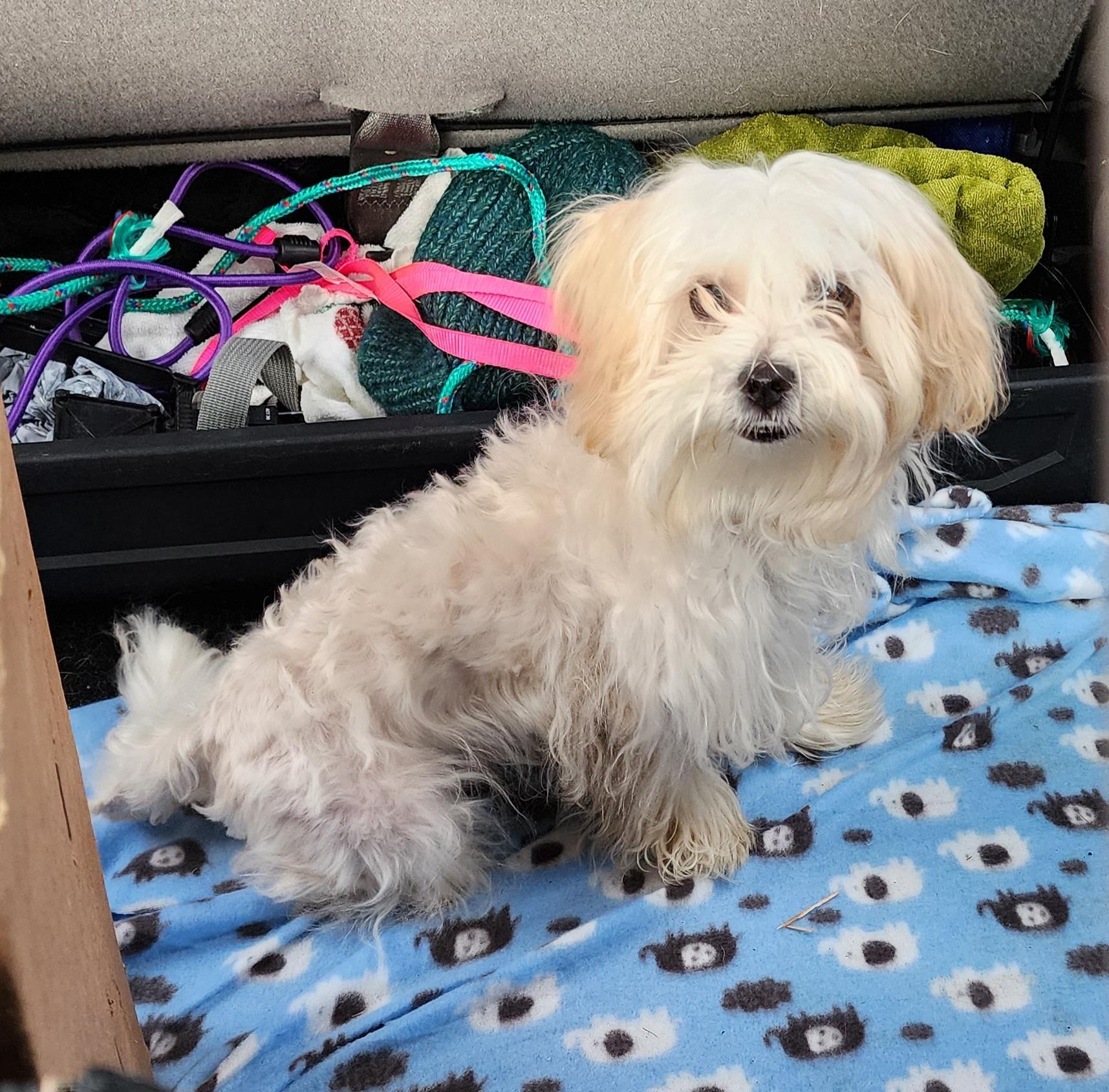 Rocky, a Adopted mixed breed in Dubuque, IA image 1/2