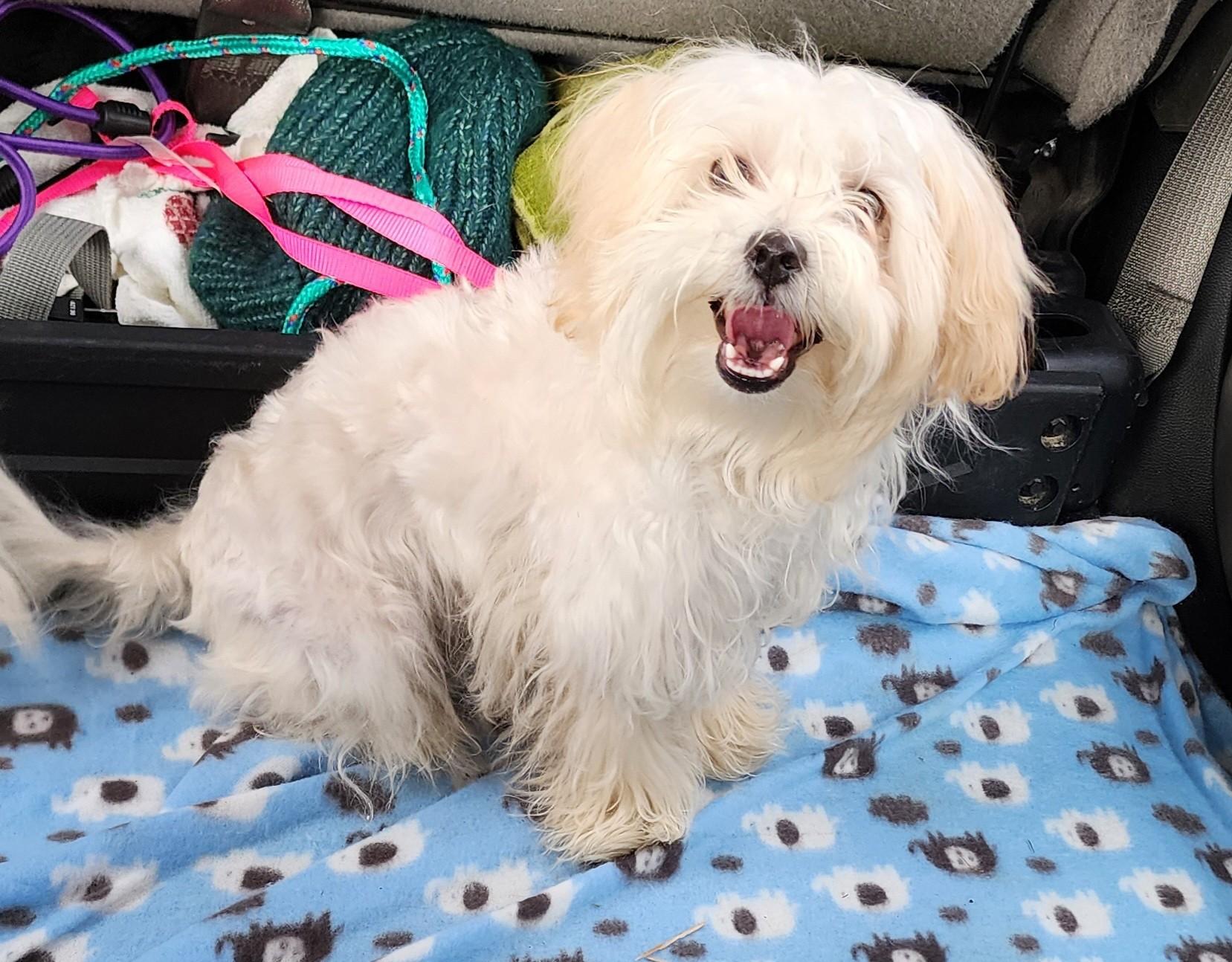 Rocky, a Adopted mixed breed in Dubuque, IA image 2/2