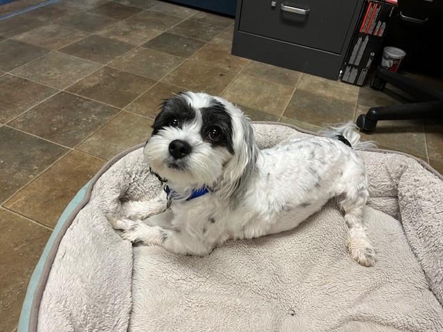 Ollie, Adopted, Adult Male Shih Tzu & Dachshund (Long Haired).
