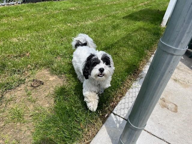 Enlarge Ollie, a Adopted mixed breed in Grosse Ile, MI image 2/3