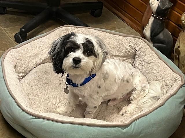 Enlarge Ollie, a Adopted mixed breed in Grosse Ile, MI image 3/3