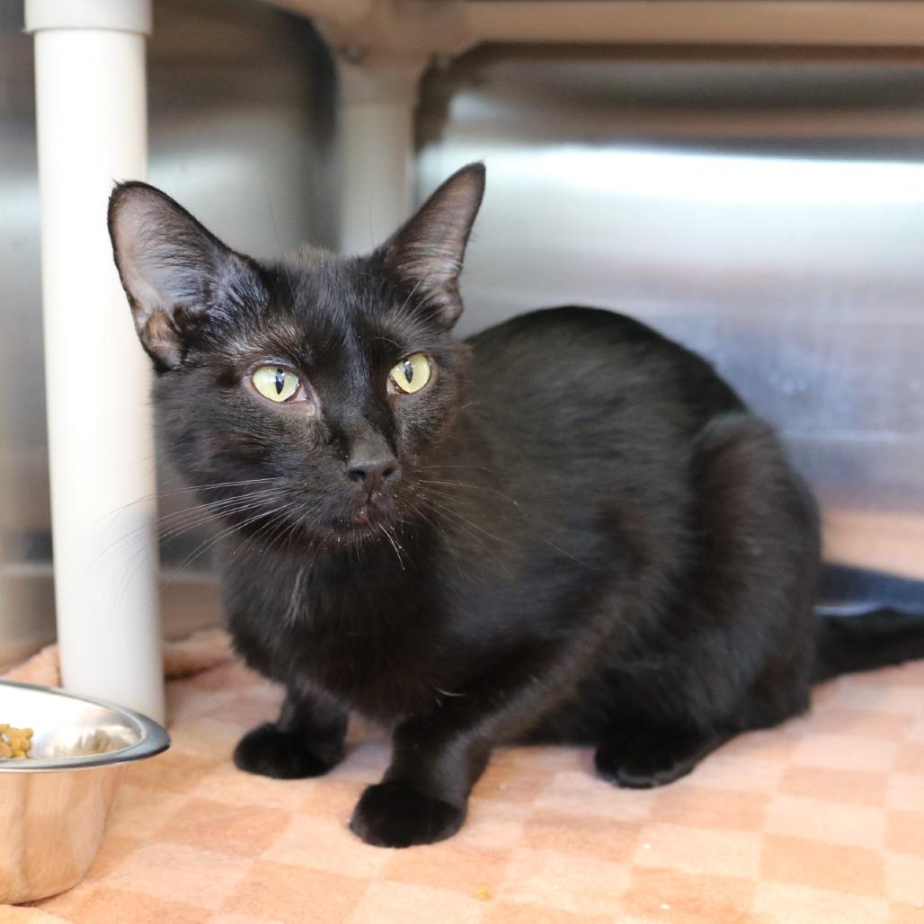 Francesca, Adoptable, Young Female Domestic Short Hair.