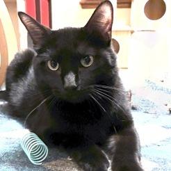 Enlarge Francesca, a Adoptable Domestic Short Hair in Saint Cloud, MN image 2/6
