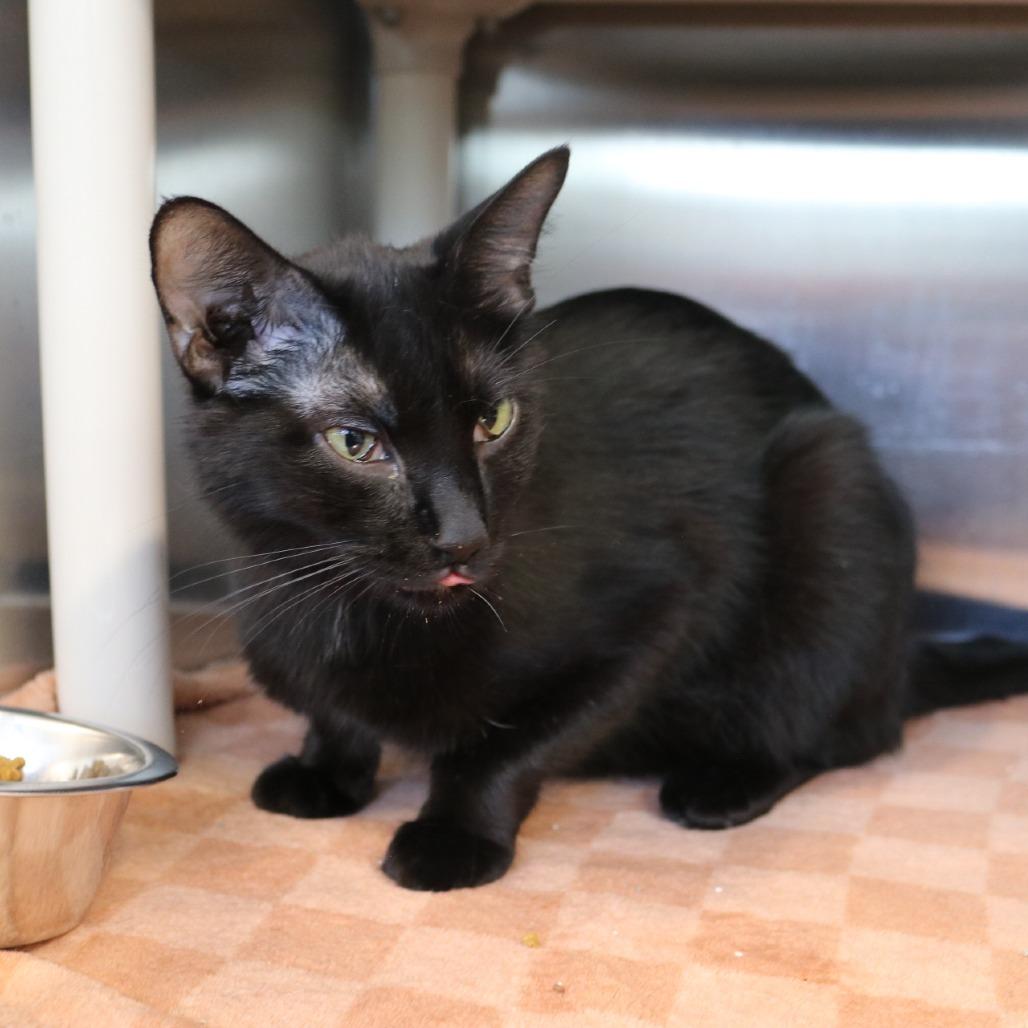Enlarge Francesca, a Adoptable Domestic Short Hair in Saint Cloud, MN image 3/6