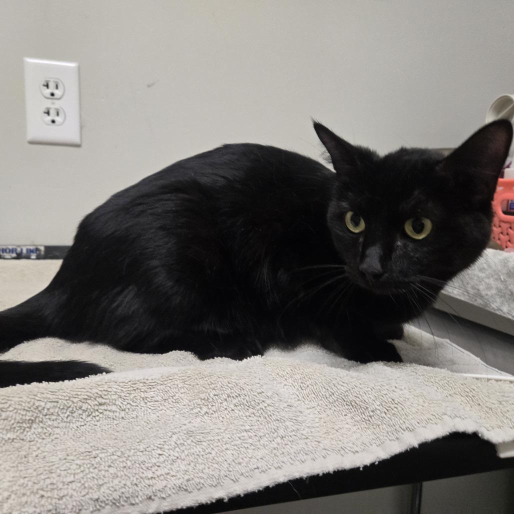 Enlarge Francesca, a Adoptable Domestic Short Hair in Saint Cloud, MN image 4/6