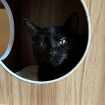 Enlarge Francesca, a Adoptable Domestic Short Hair in Saint Cloud, MN image 5/6