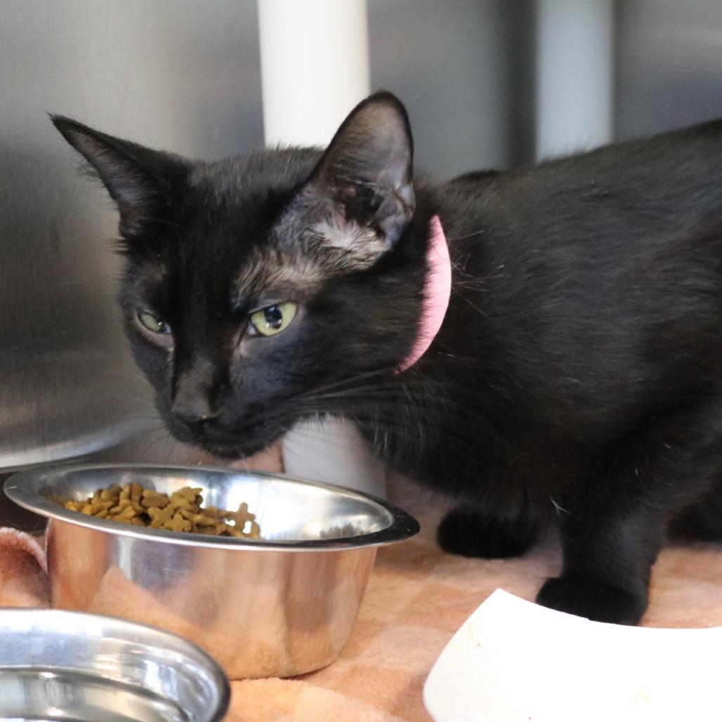Enlarge Francesca, a Adoptable Domestic Short Hair in Saint Cloud, MN image 6/6