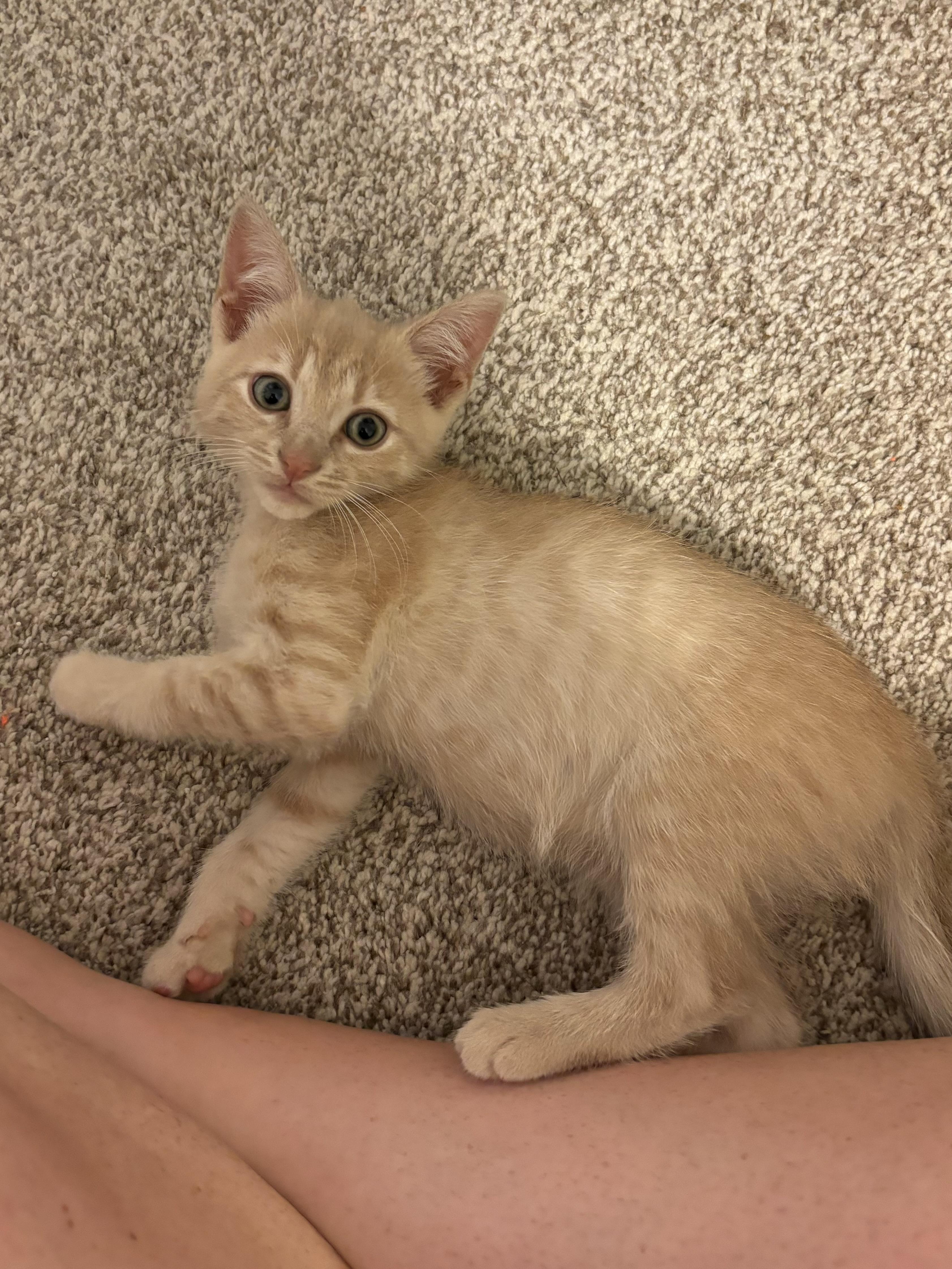 Edna, Adoptable, Kitten Female Tabby & Domestic Short Hair.