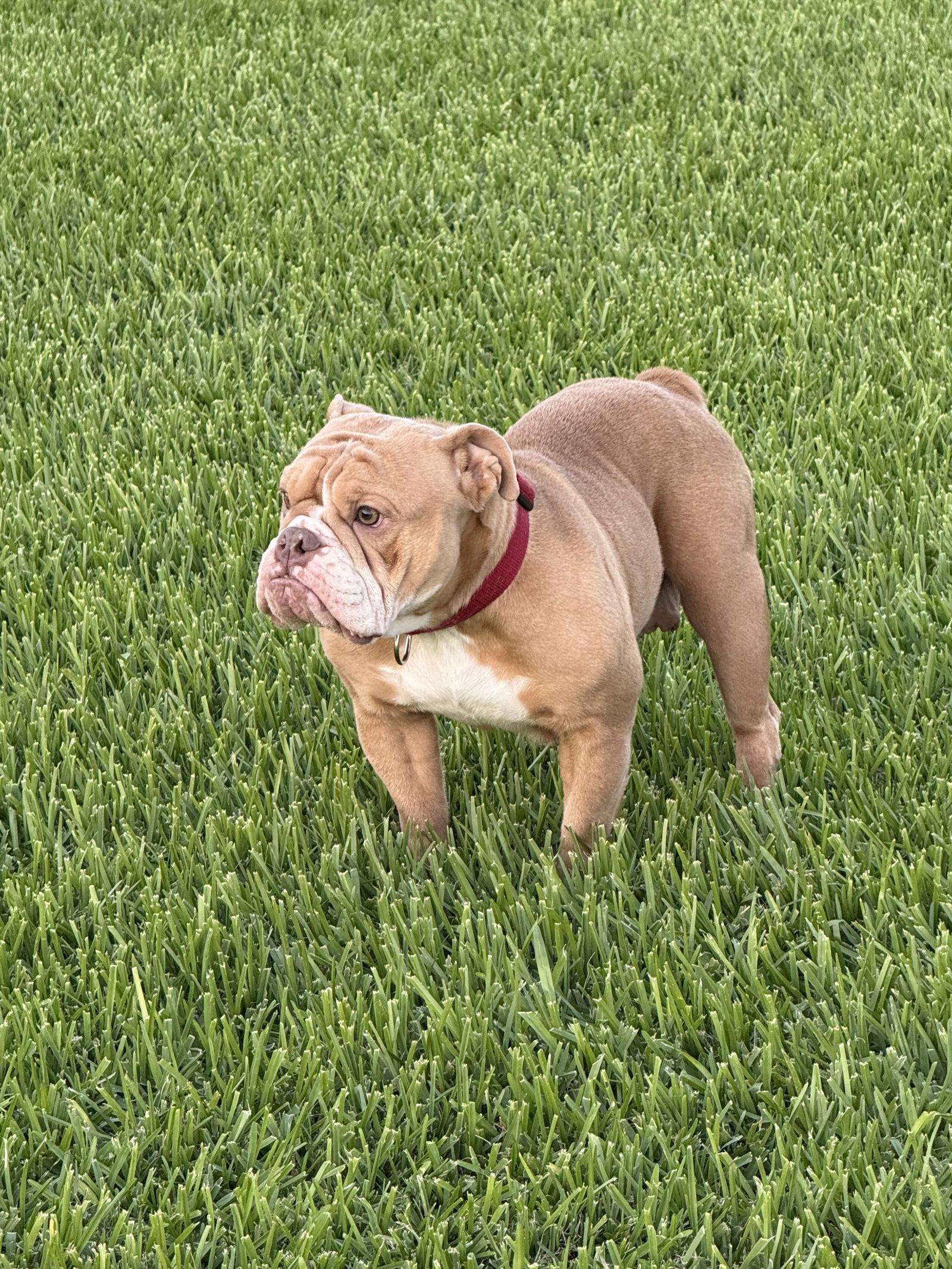 Gyda, Adoptable, Young Female English Bulldog.