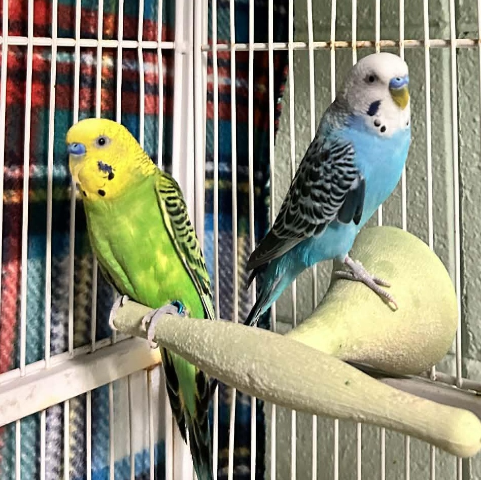 Enlarge Pear and Keith, an adopted Parakeet (Other) in Grants Pass, OR image 1/1