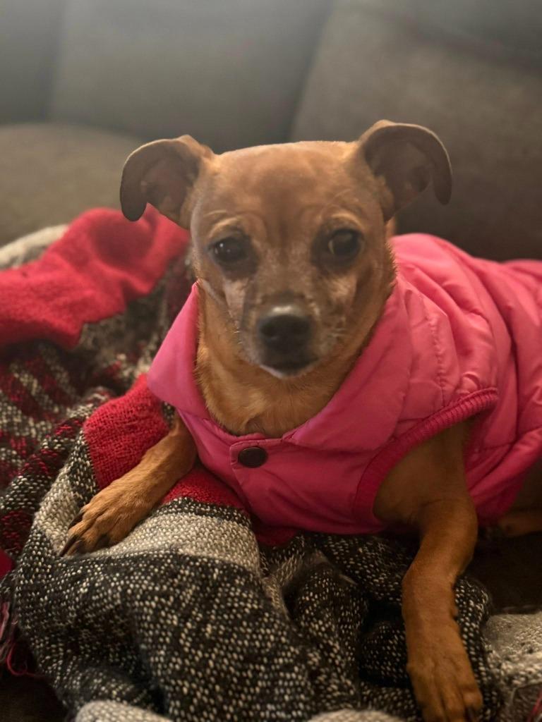Layla, Adoptable, Adult Female Chihuahua.