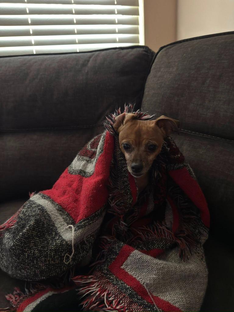 Enlarge Layla, a Adoptable mixed breed in Kettering, OH image 2/3