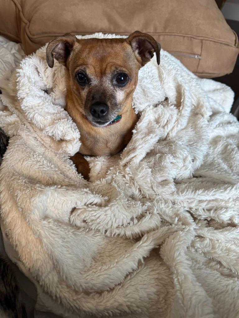 Enlarge Layla, a Adoptable mixed breed in Kettering, OH image 3/3