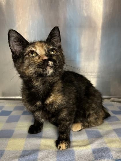 Borrador, Adoptable, Kitten Female Domestic Short Hair & Domestic Short Hair.