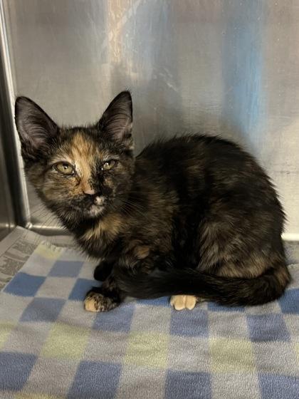 Enlarge Borrador, a Adoptable mixed breed in Houston, TX image 2/2