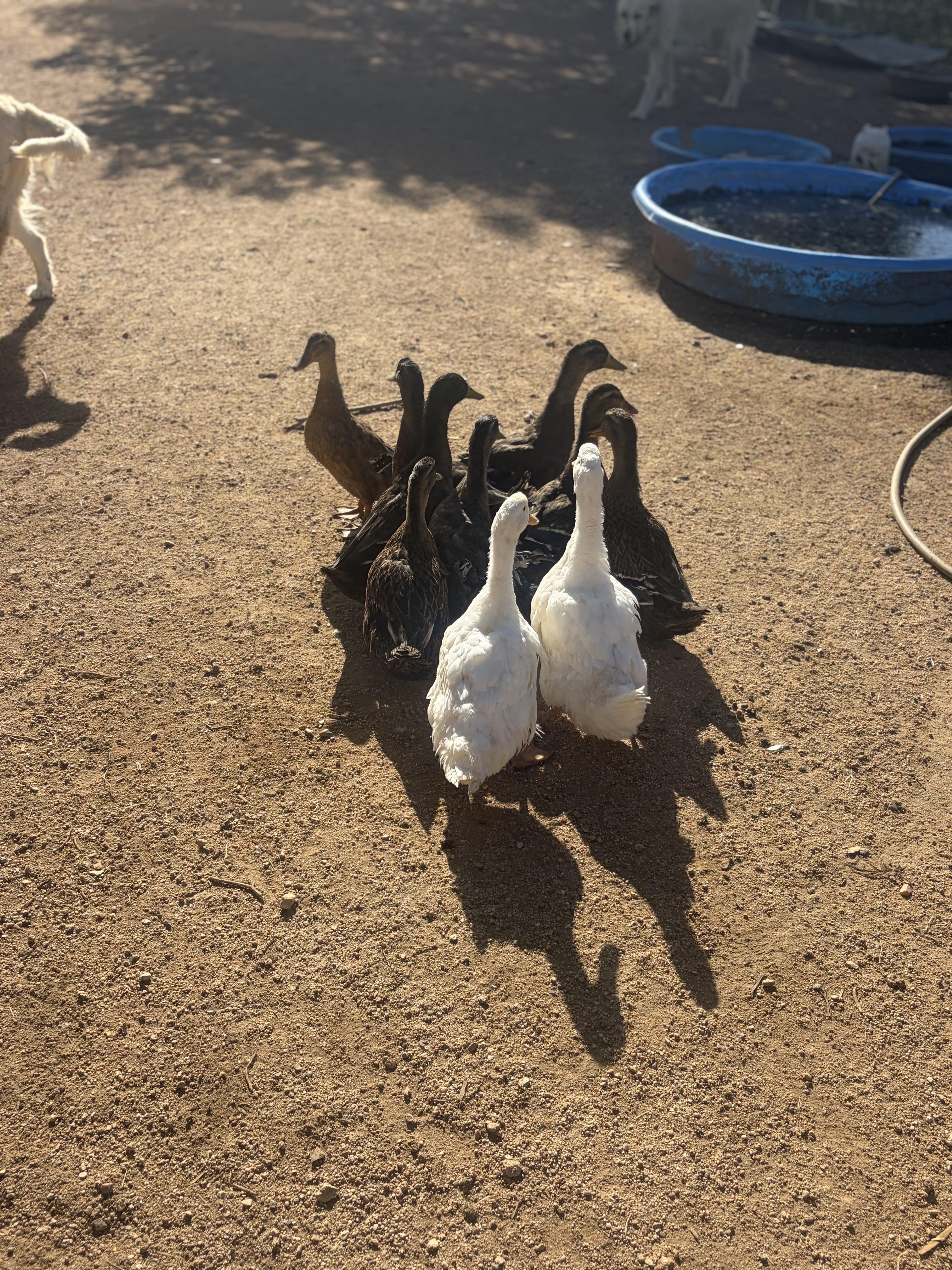 Enlarge Flock of Ducks, a Adoptable Duck in Oracle, AZ image 4/4