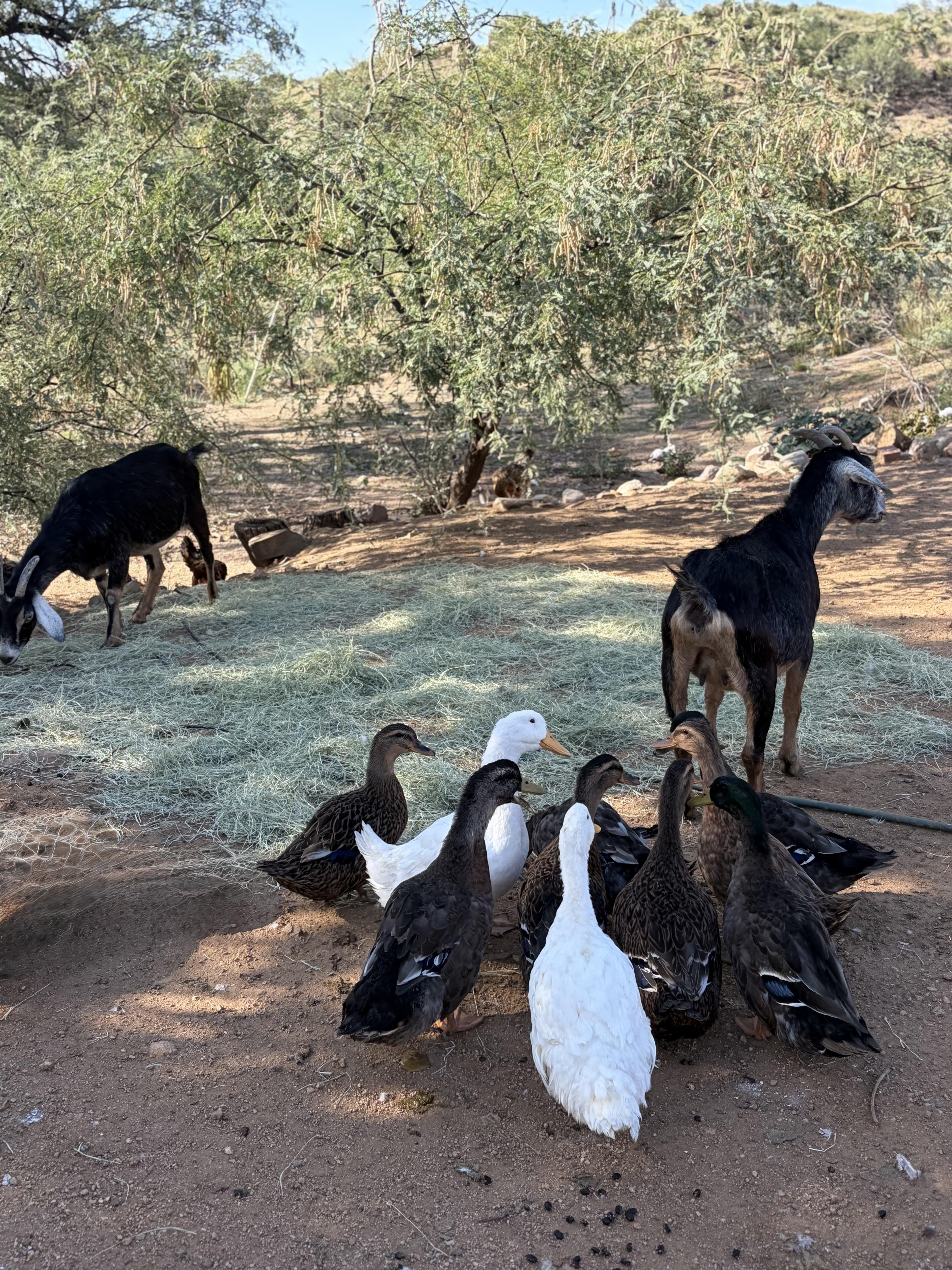 Enlarge Flock of Ducks, a Adoptable Duck in Oracle, AZ image 1/4
