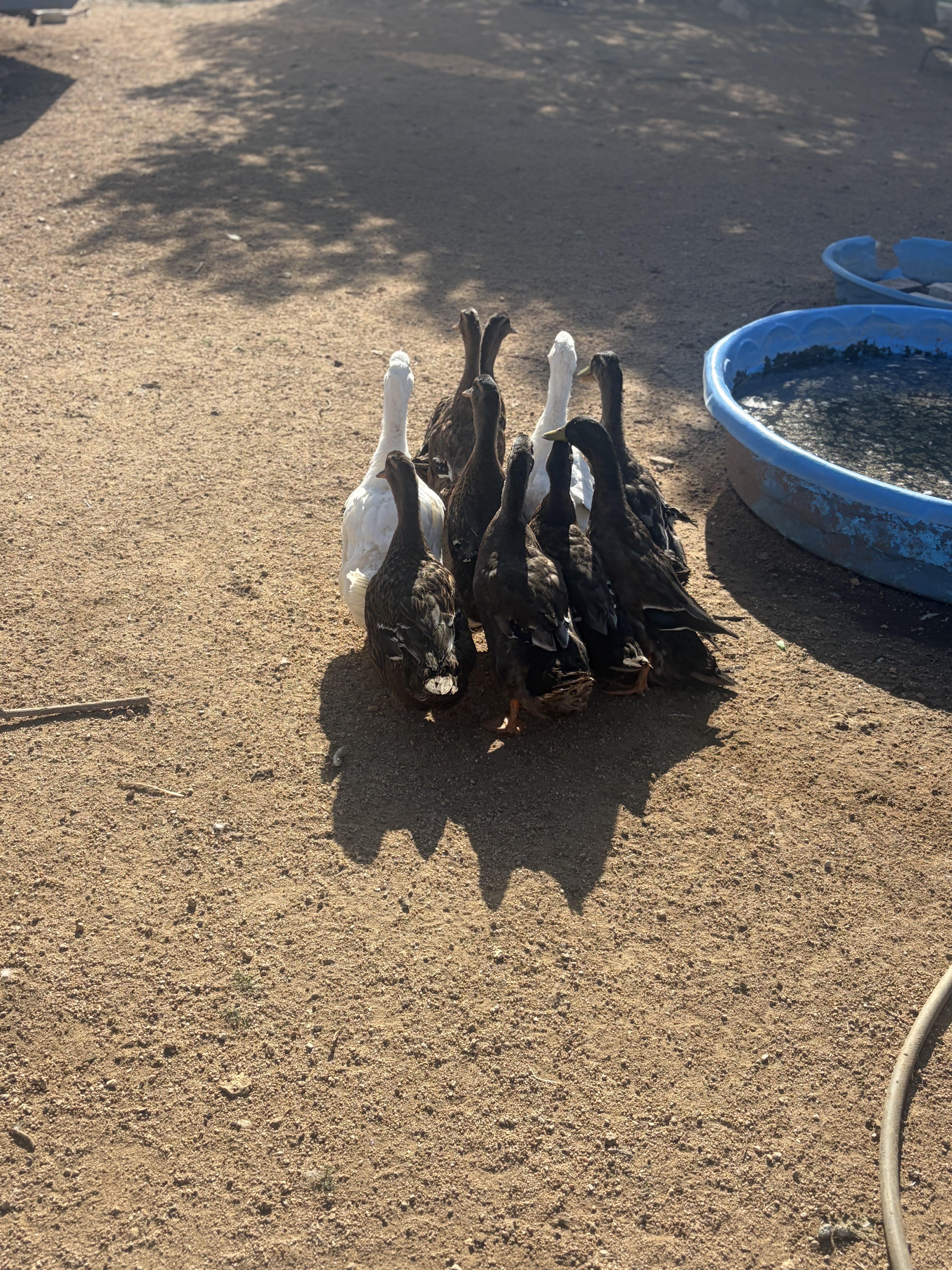 Enlarge Flock of Ducks, a Adoptable Duck in Oracle, AZ image 3/4