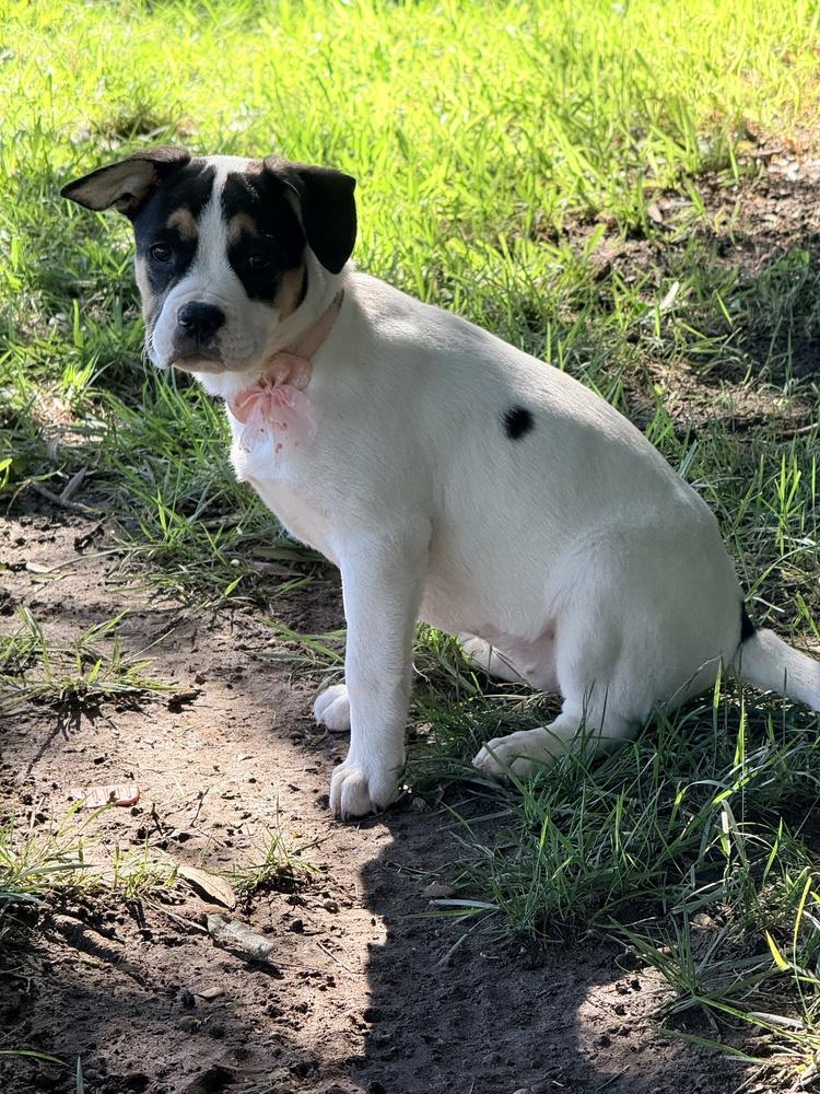Enlarge Spice, a Adoptable mixed breed in Richardson, TX image 1/5