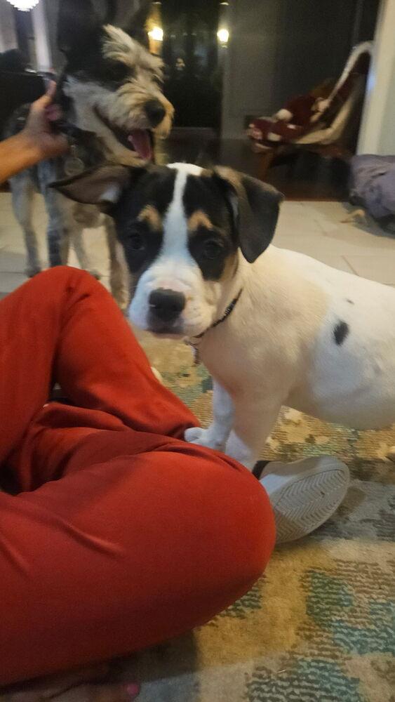 Enlarge Spice, a Adoptable mixed breed in Richardson, TX image 2/5