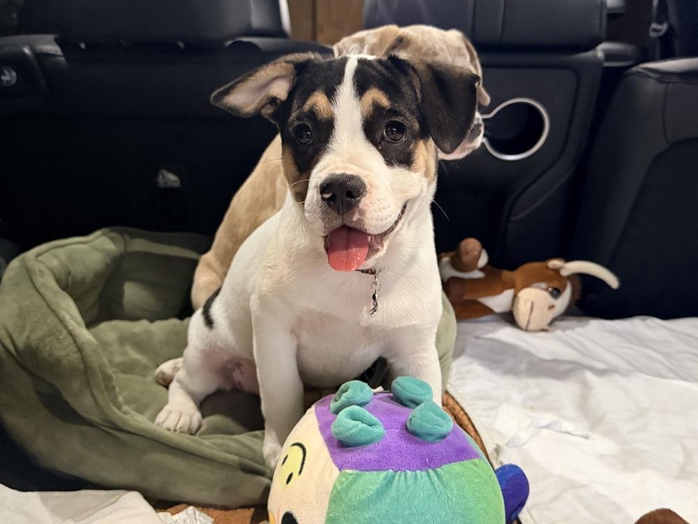 Enlarge Spice, a Adoptable mixed breed in Richardson, TX image 3/5