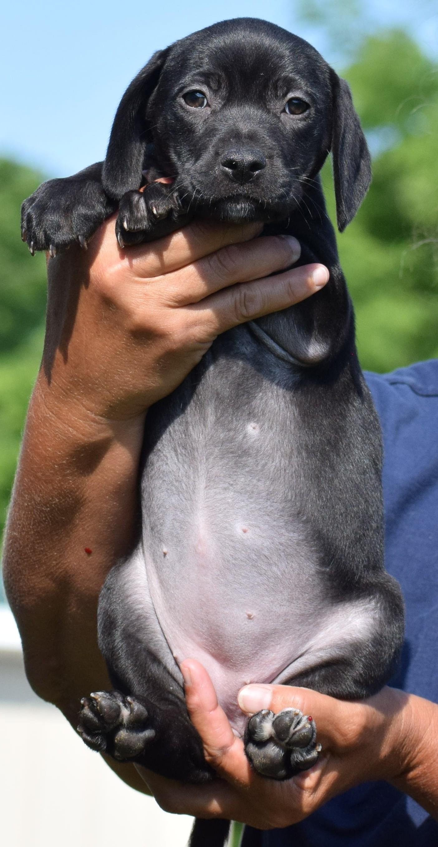 Enlarge Cookie-Available www.lhar.dog to apply, an adoptable mixed breed in Frederick, MD image 4/4