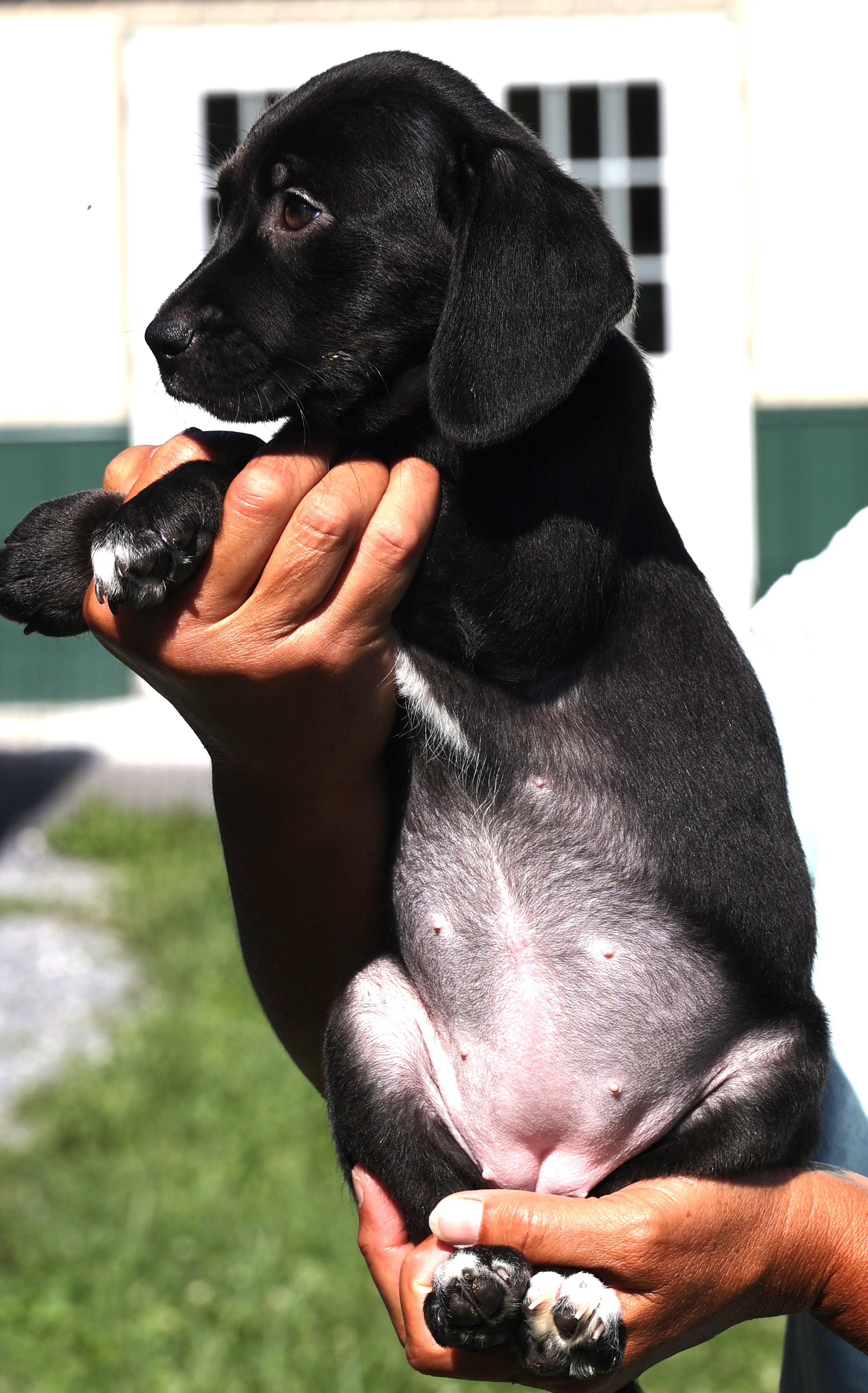 Enlarge Cookie-Available www.lhar.dog to apply, an adoptable mixed breed in Frederick, MD image 2/4