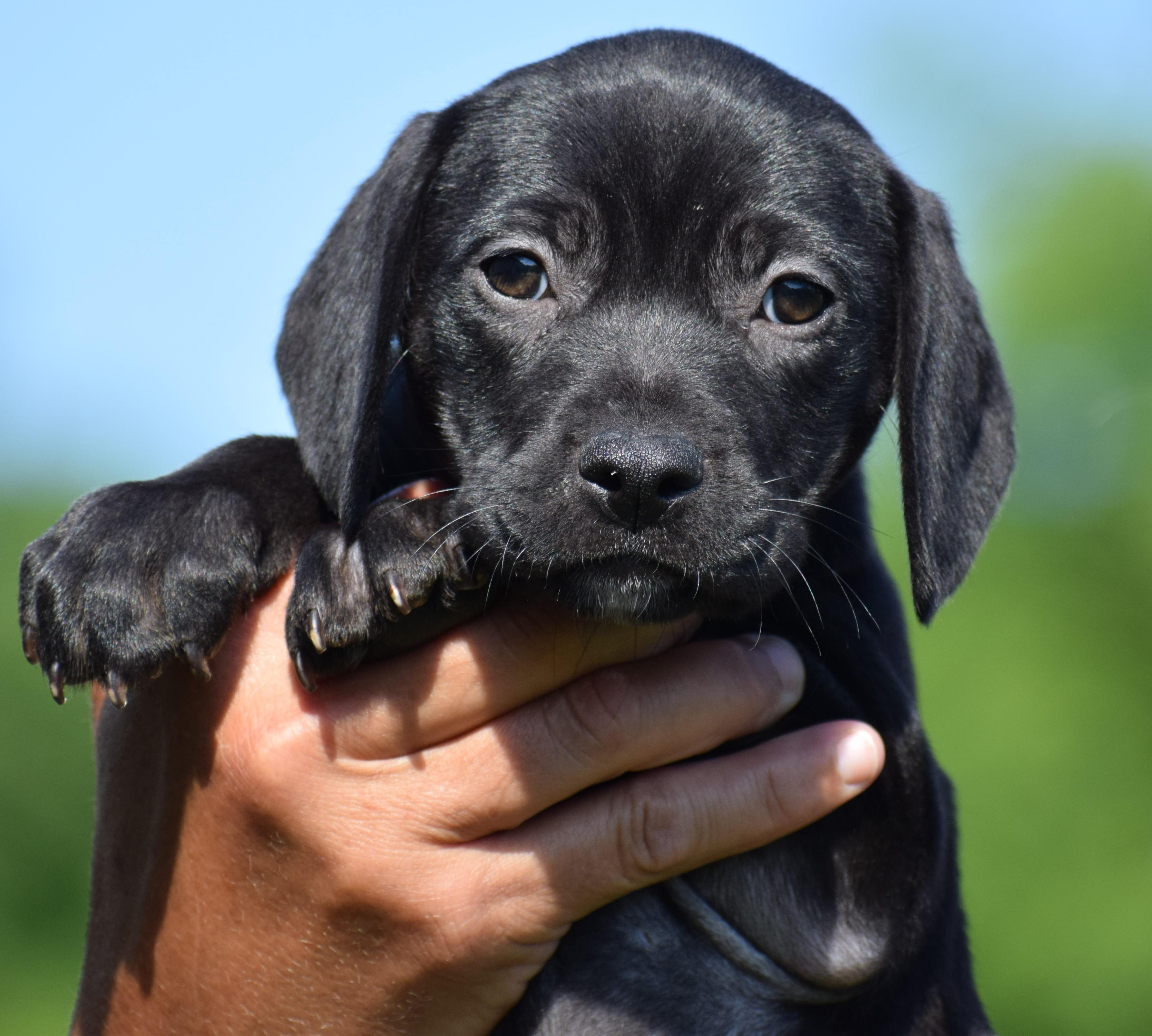 Enlarge Cookie-Available www.lhar.dog to apply, an adoptable mixed breed in Frederick, MD image 3/4