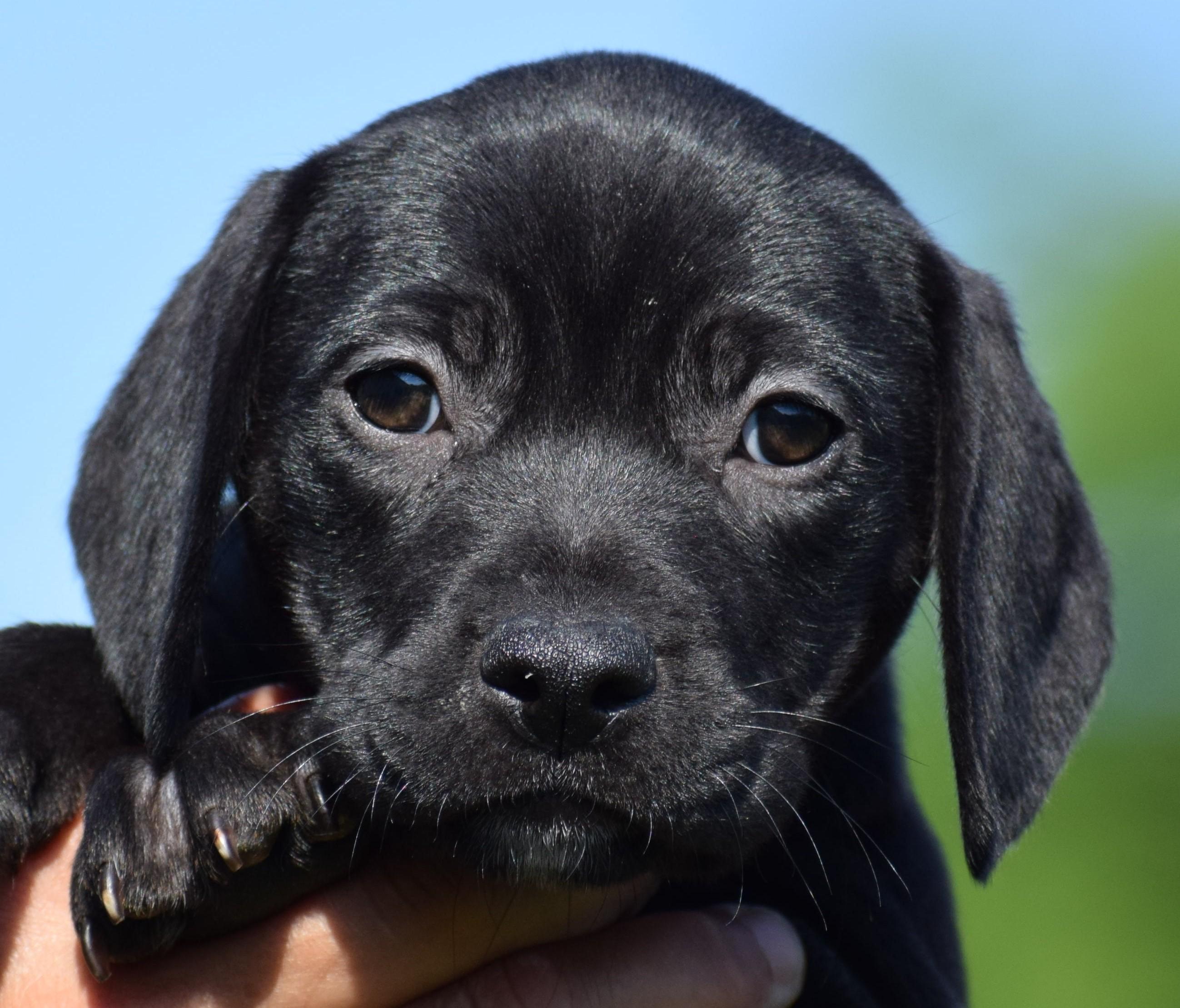 Cookie-Available www.lhar.dog to apply, adoptable, Puppy Female Terrier.