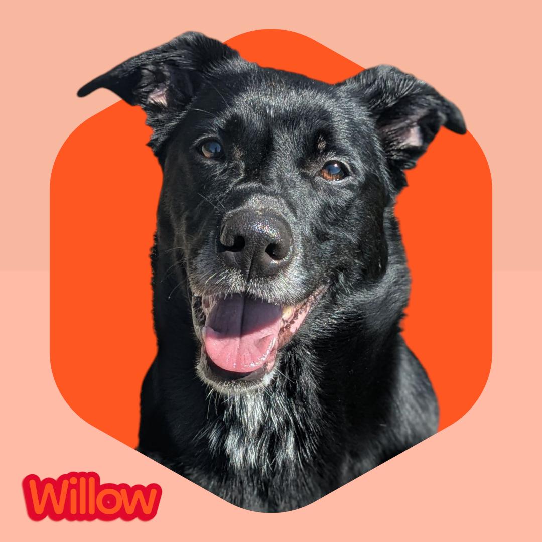Willow