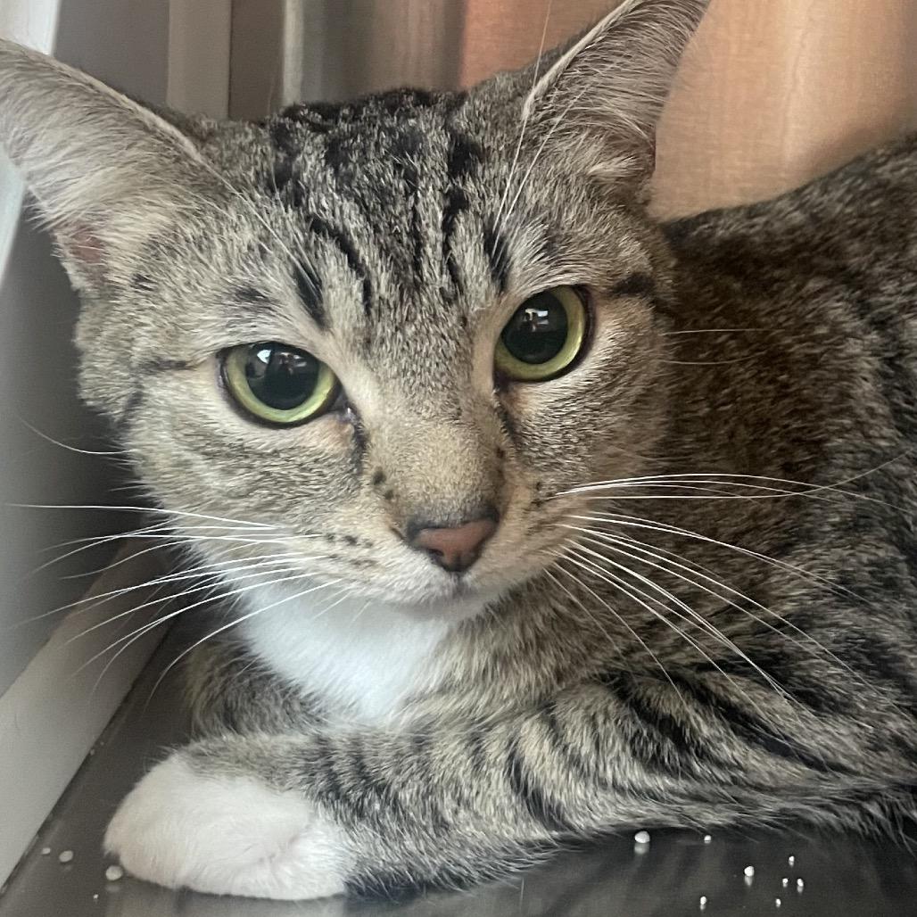 Tiggy, Adoptable, Young Female Domestic Short Hair.