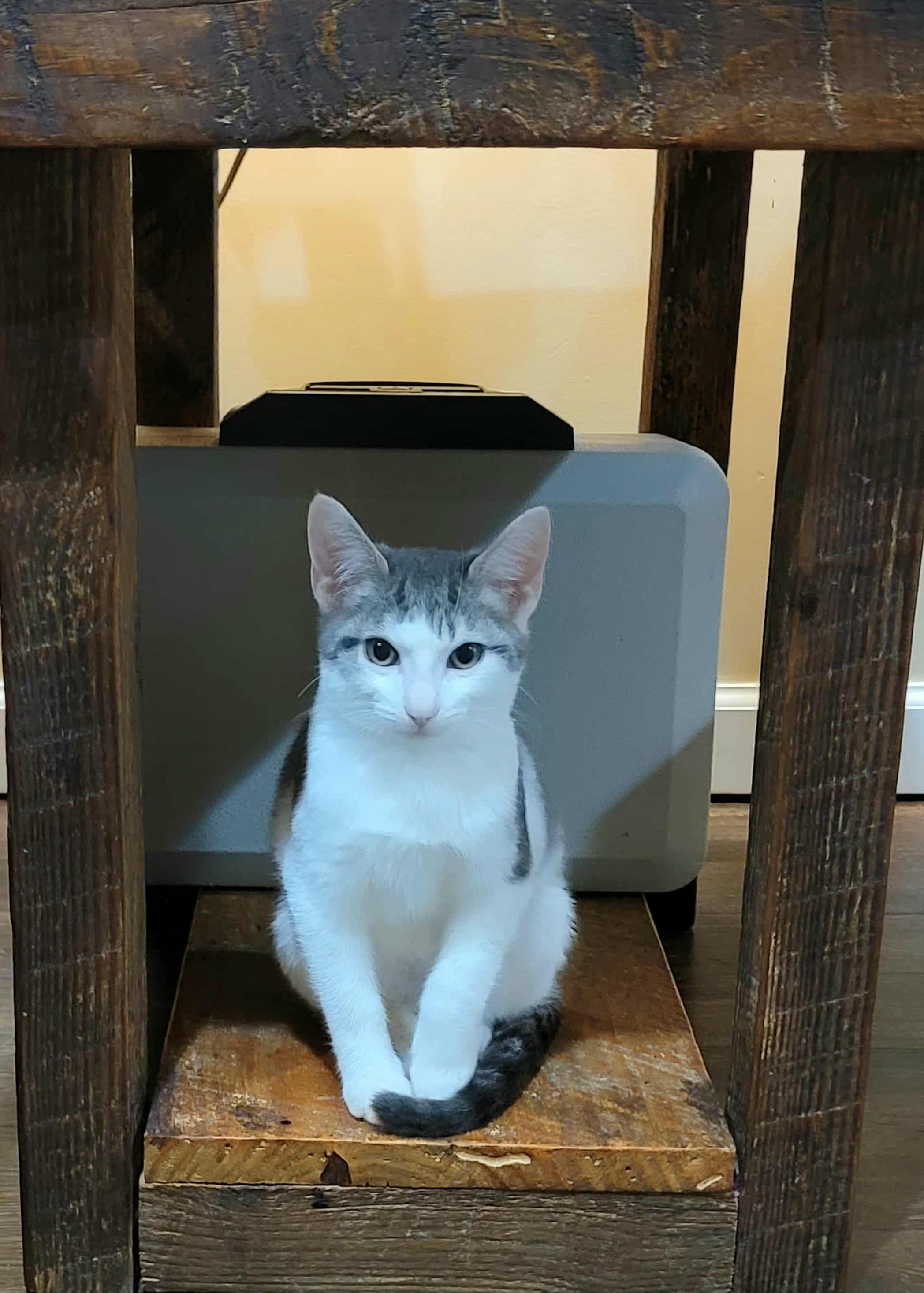 Enlarge Simon & Baxter , a Adoptable mixed breed in Warwick, RI image 5/6