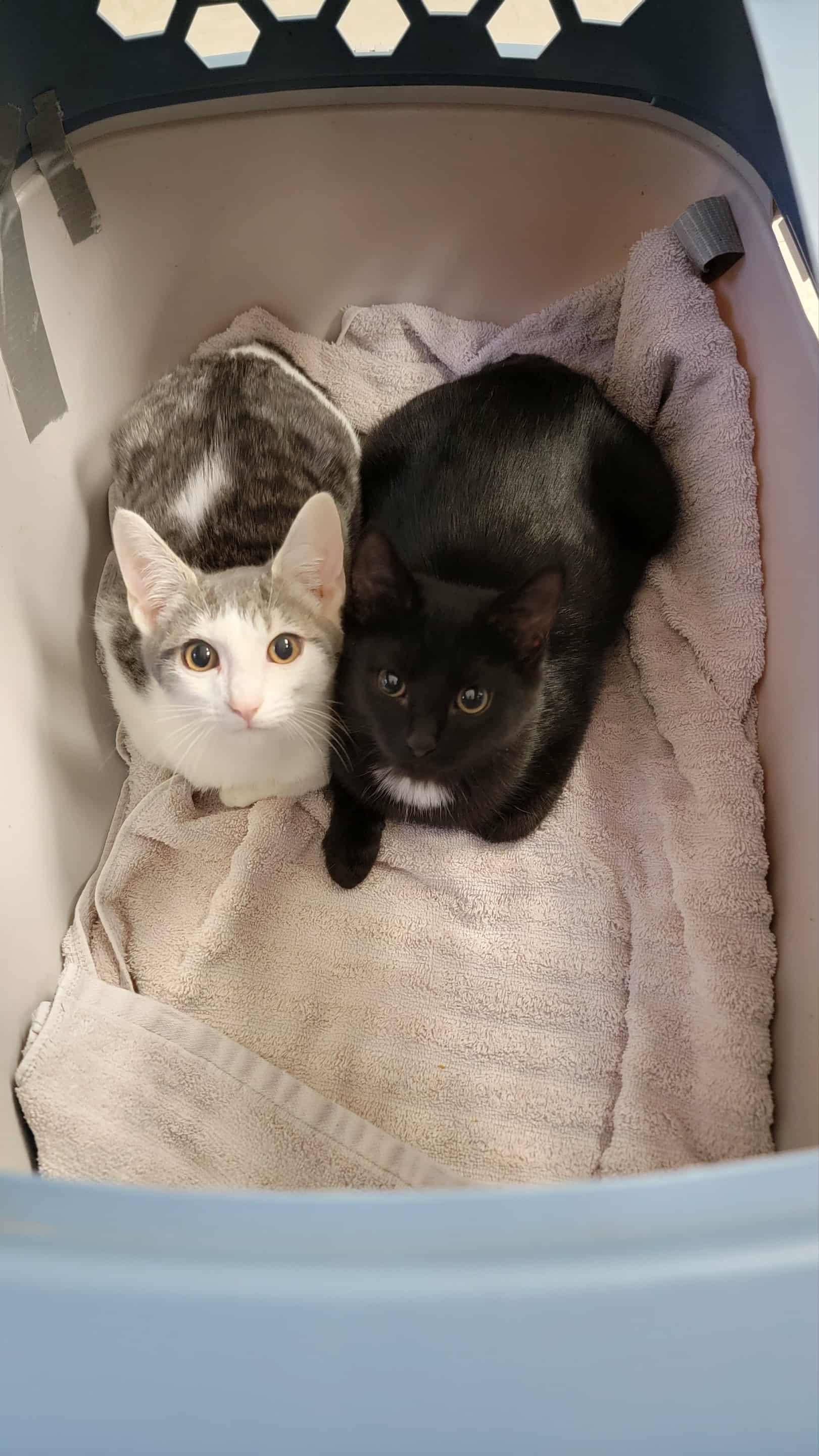 Enlarge Simon & Baxter , a Adoptable mixed breed in Warwick, RI image 6/6