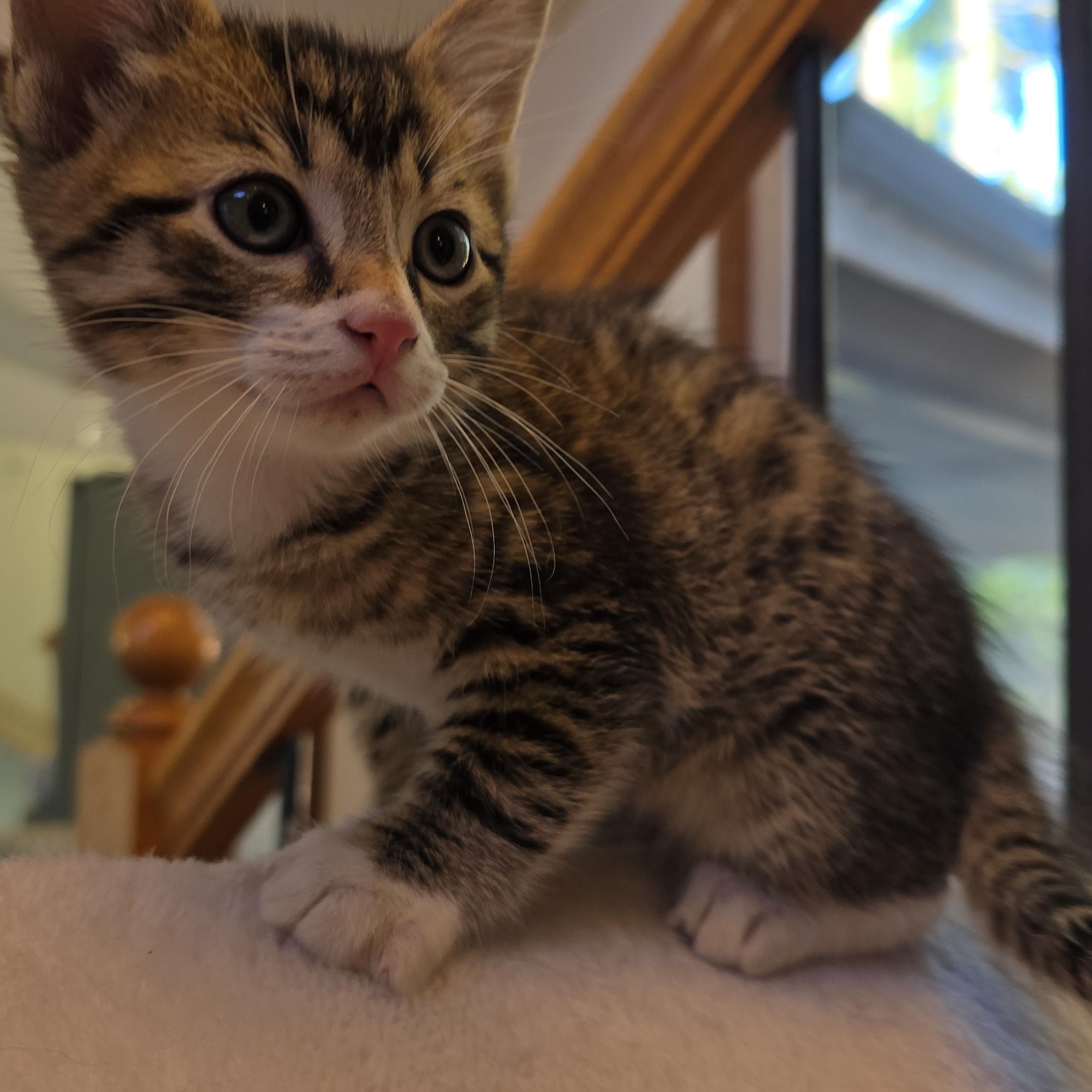 Gold, adopted, Kitten Male Torbie & Domestic Short Hair.