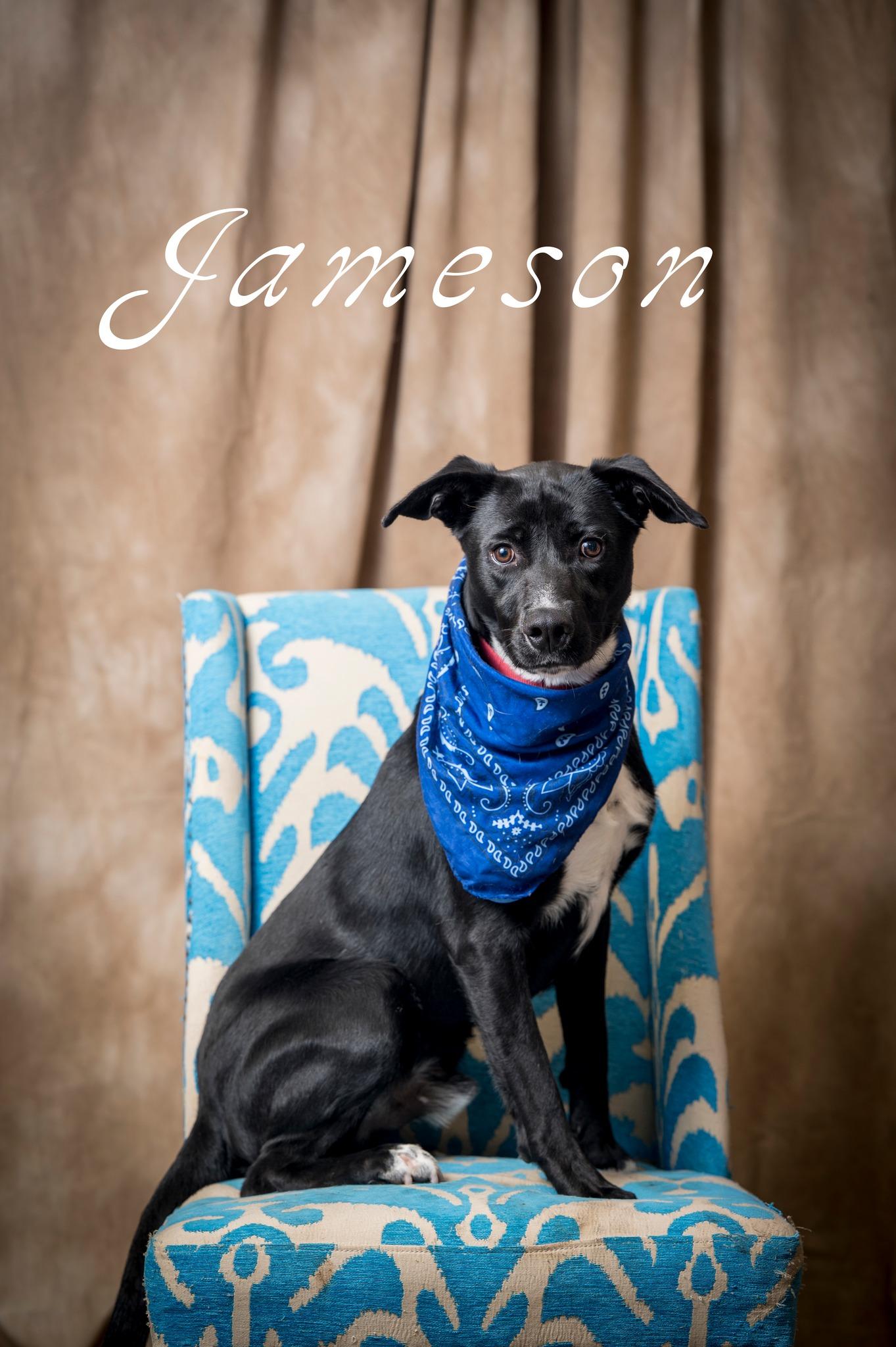 Jameson, adoptable, Young Male Mixed Breed.