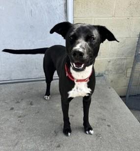 Enlarge Jameson, an adoptable Mixed Breed in North Myrtle Beach, SC image 4/6