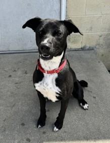 Enlarge Jameson, an adoptable Mixed Breed in North Myrtle Beach, SC image 5/6